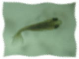 孵化後１ヶ月経過した桜錦の稚魚の画像