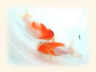 たわむれる2匹の桜錦（サクラニシキ）画像
