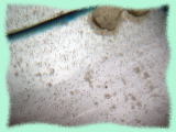 水槽の底面に張り付いて動かない桜錦の稚魚の画像