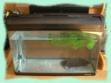 稚魚専用水槽の画像